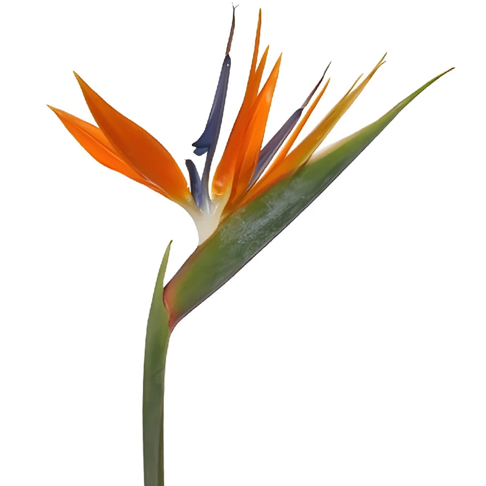 Birds of Paradise Tropicals - alternative 2