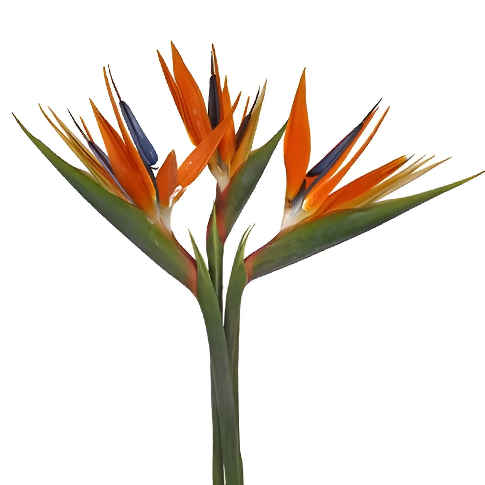Birds of Paradise Tropicals - main