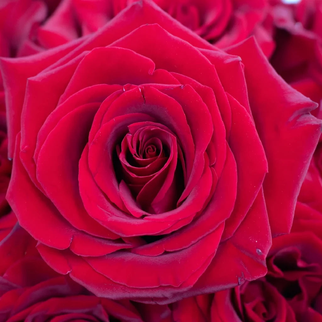 Black Magic Roses Standard - alternative 1