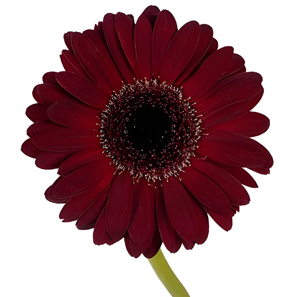 Burgundy Mini Gerberas - alternative 1