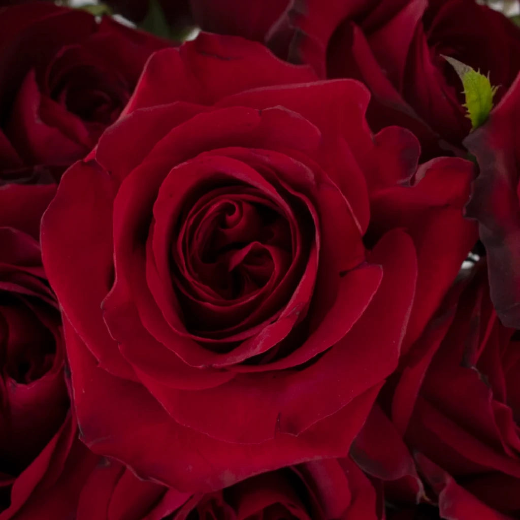 Black Pearl Roses Standard - alternative 1