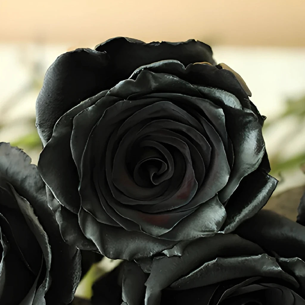 Black Finess Roses Standard - alternative 2