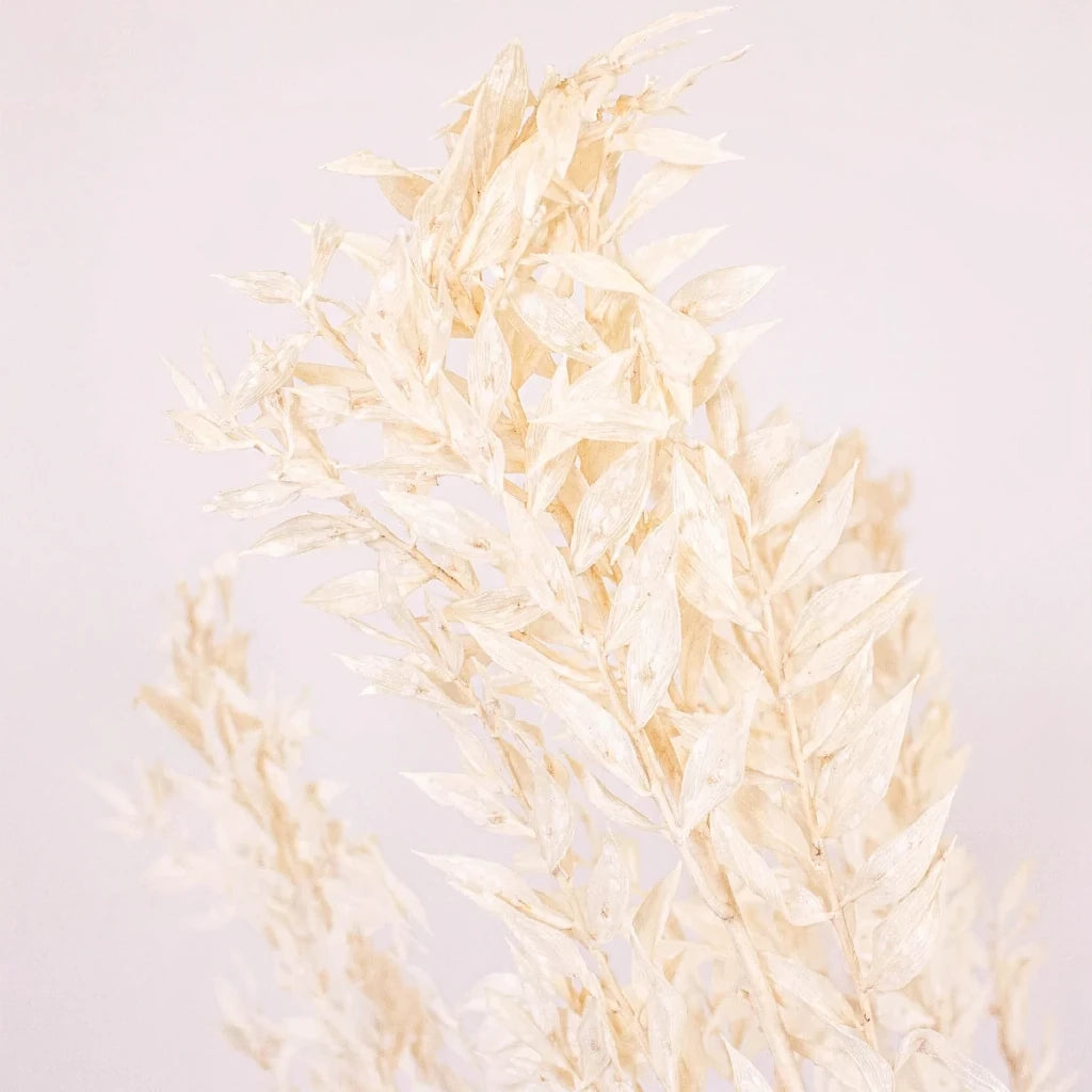 Bleached Italian Ruscus Dried - White - alternative 2