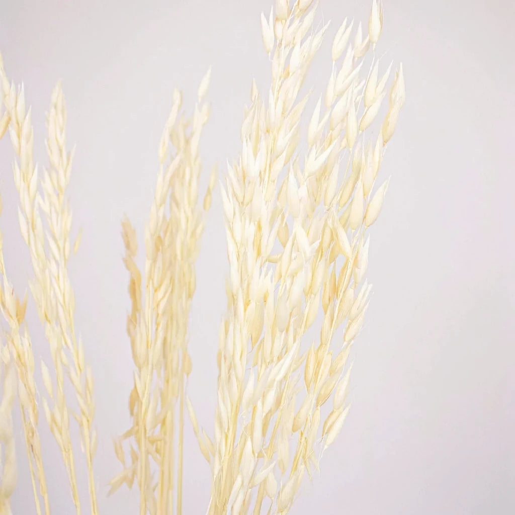 Avena Dried - alternative 1