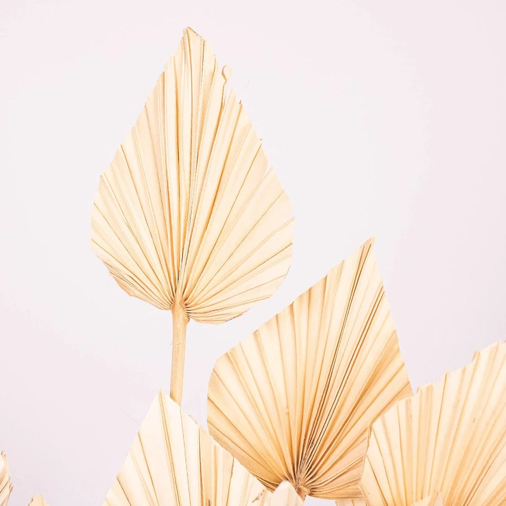Palm Spears Dried - main