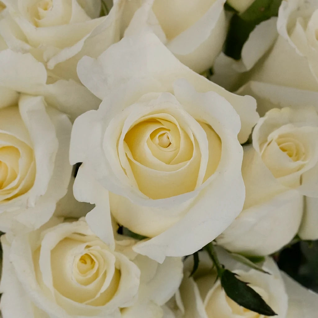 Blizzard Roses Standard - alternative 1