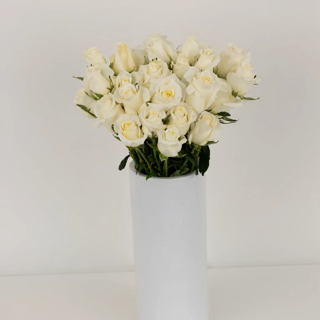 Blizzard Roses Standard - alternative 2
