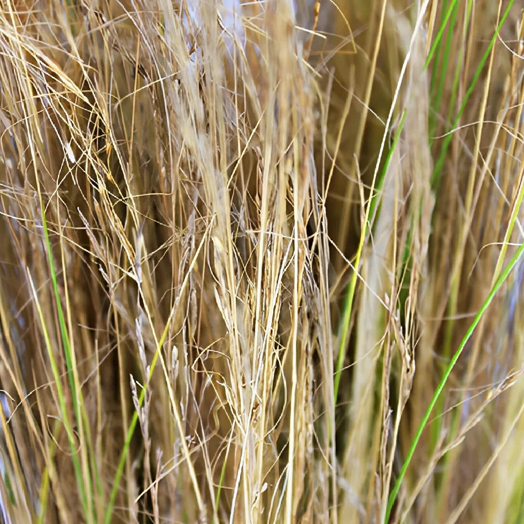 Blonde Love Grass Greenery - main