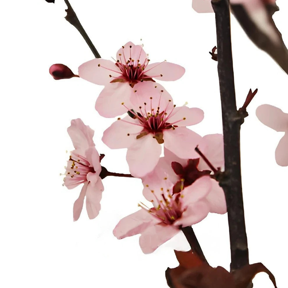 Cherry Blossom Branches - main