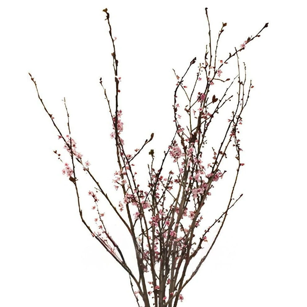 Cherry Blossom Branches - alternative 1