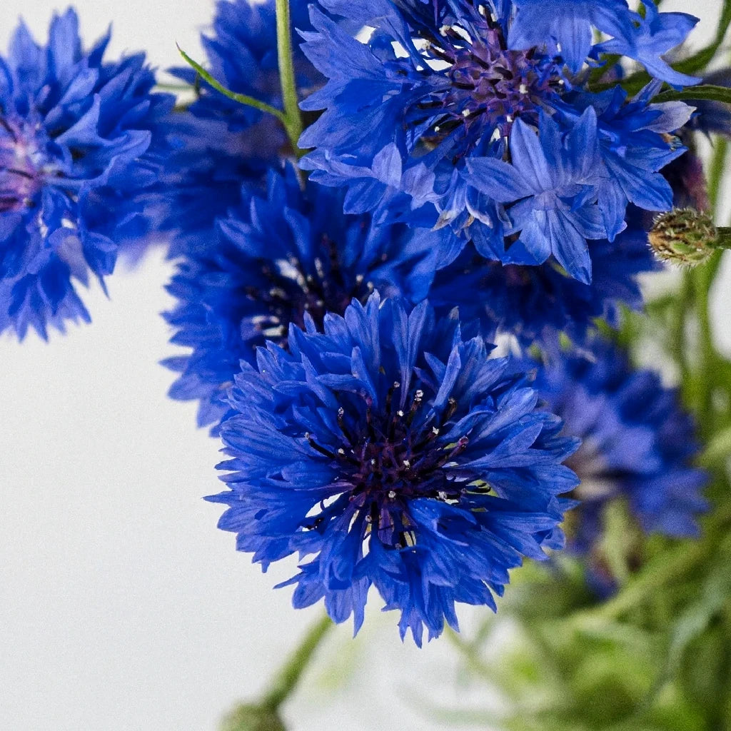 Blue Cornflower - alternative 1