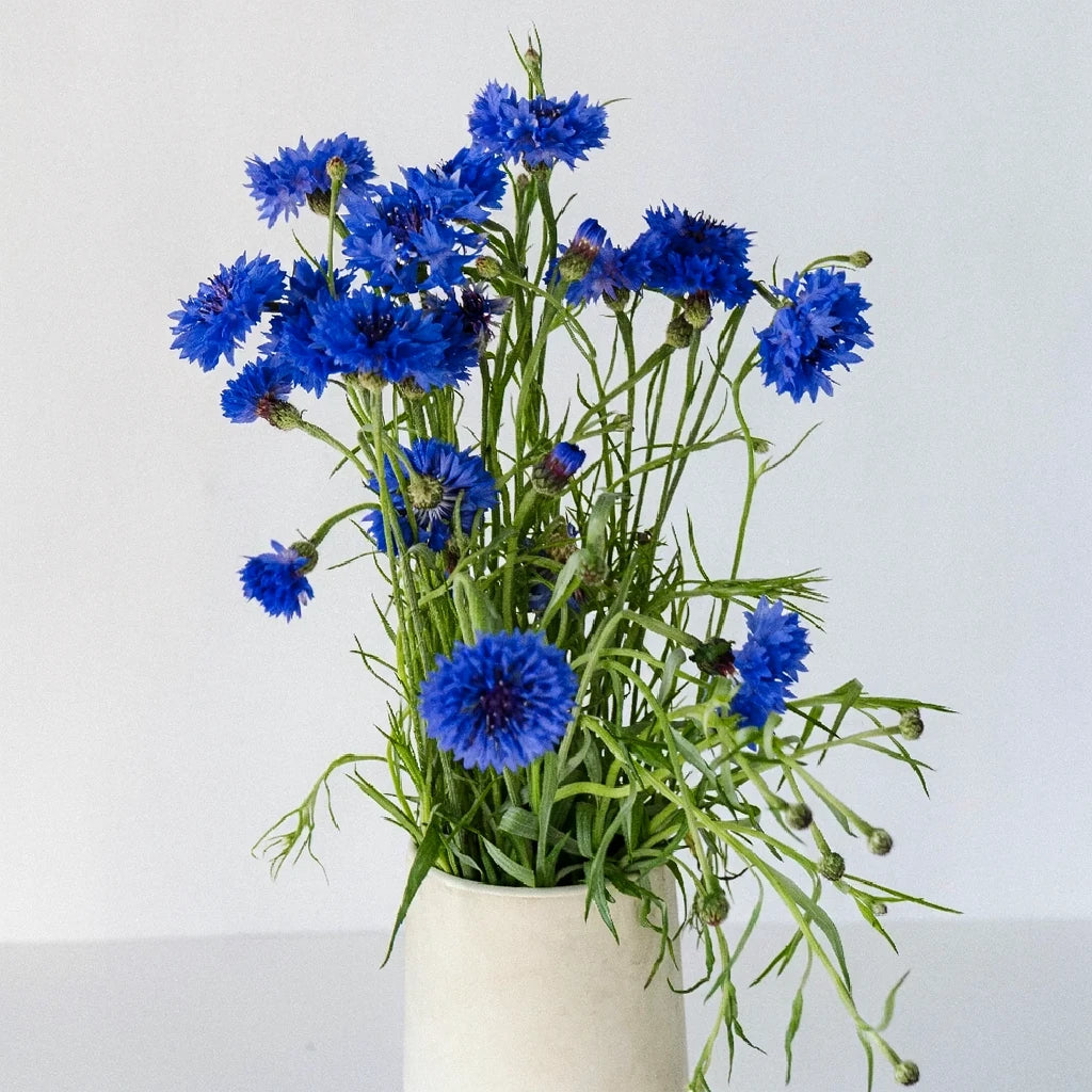 Blue Cornflower - main