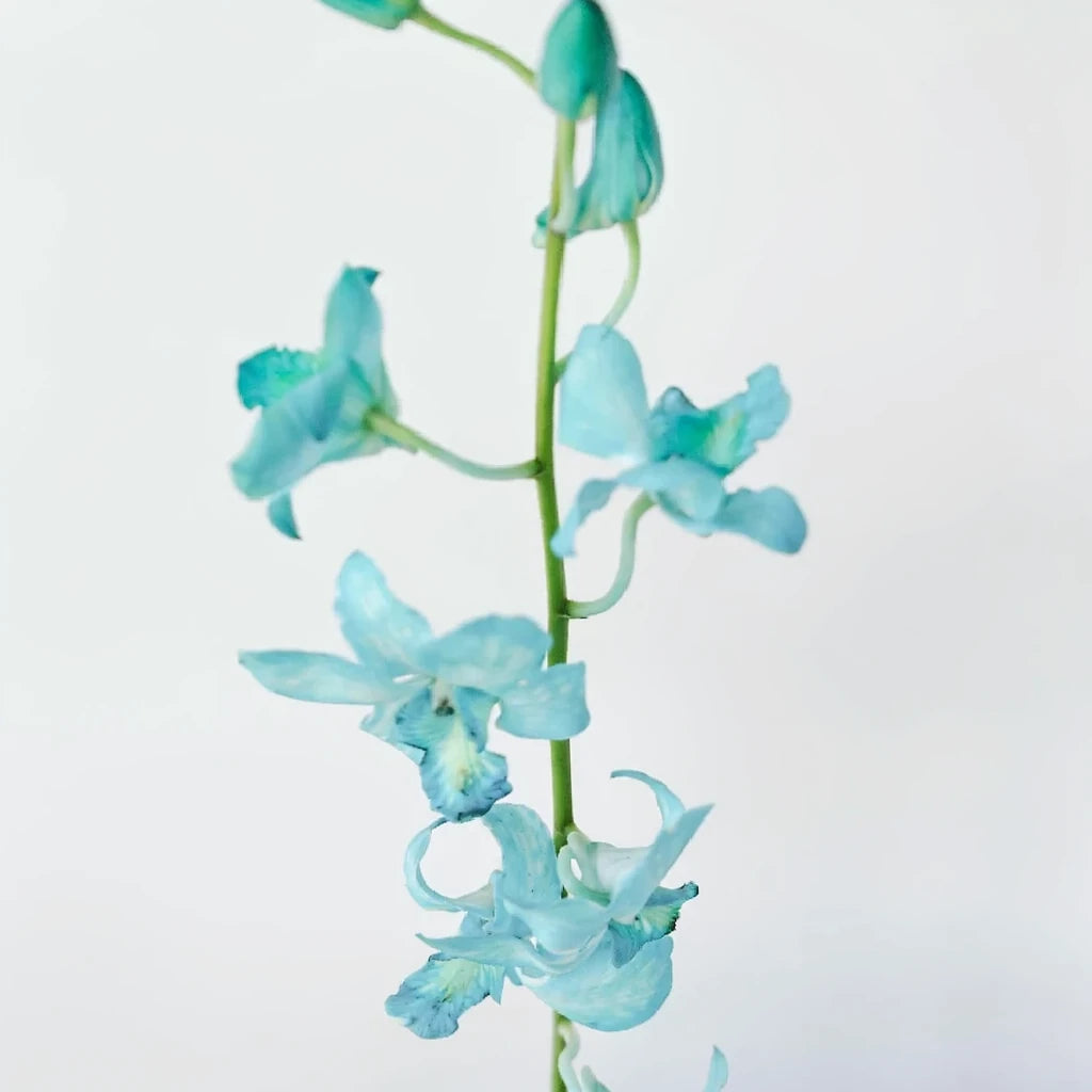Tinted Blue Orchids Dendrobium - alternative 2