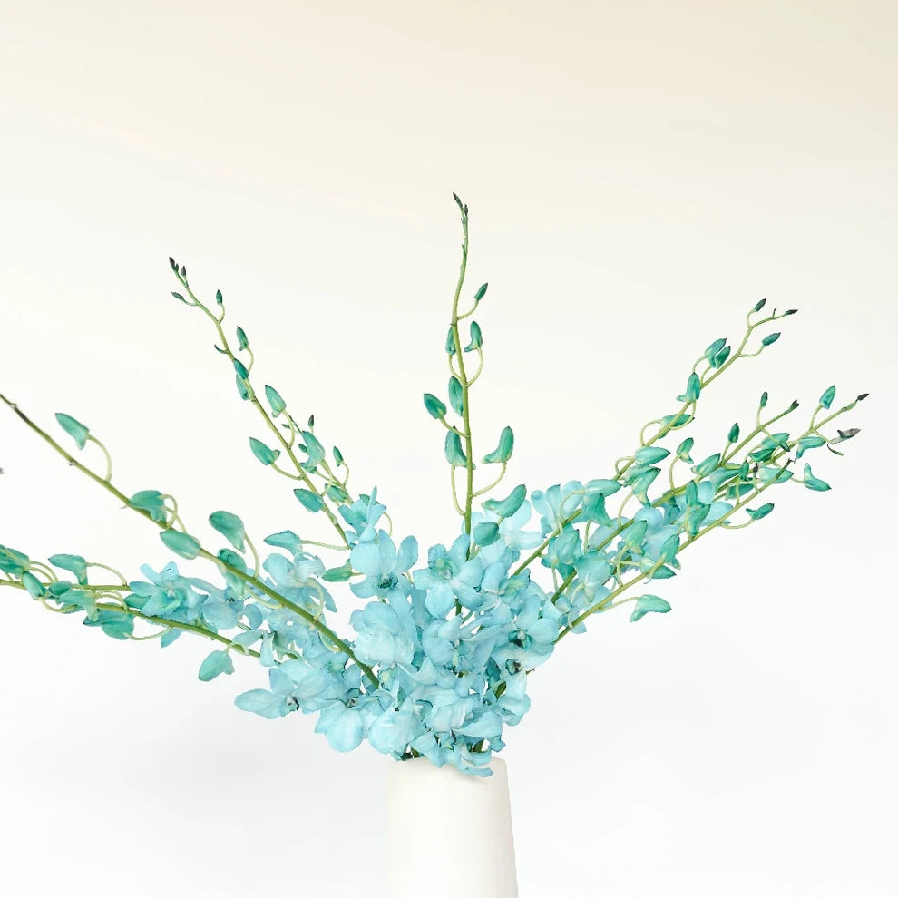 Tinted Blue Orchids Dendrobium - alternative 3