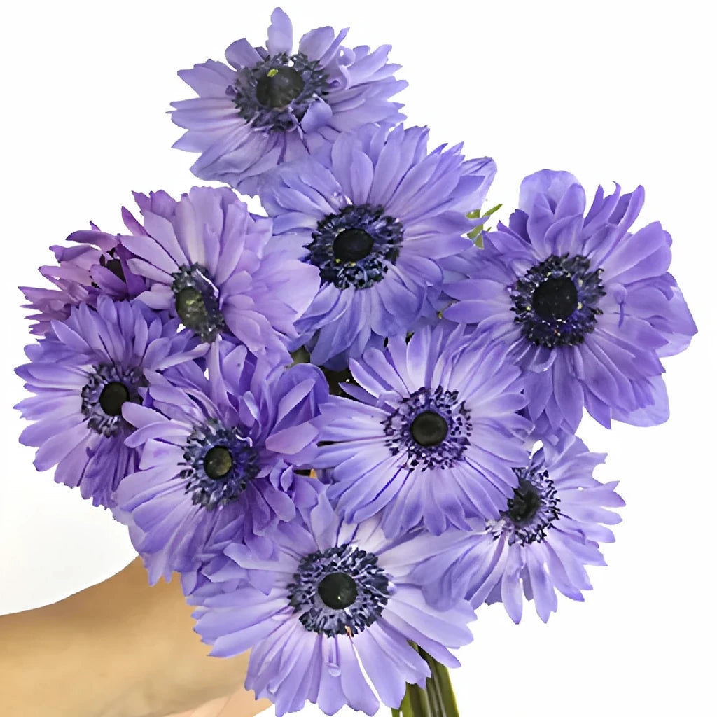 Blue Fullstar Anemones - Blue - alternative 1