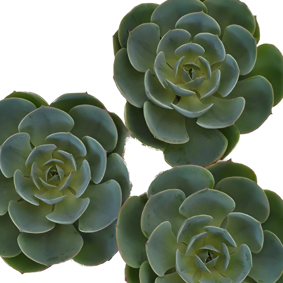 Green Succulents - alternative 1