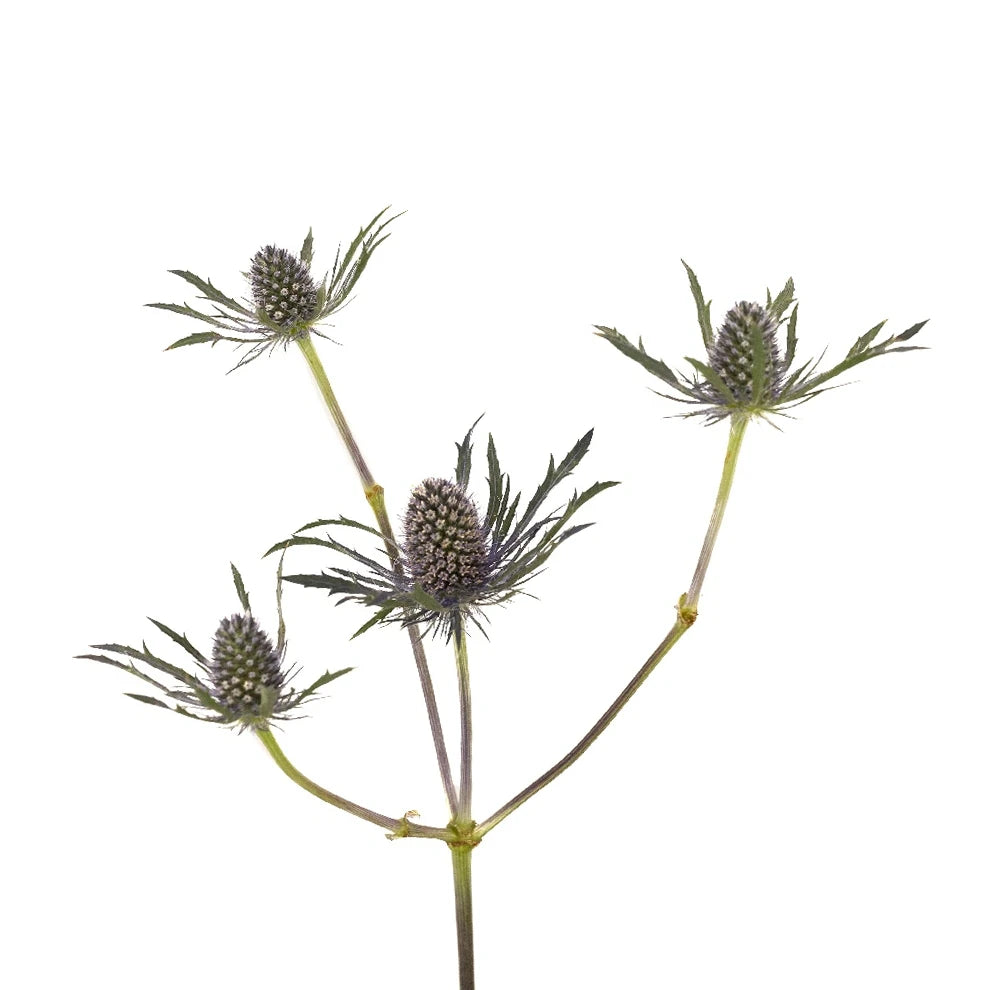 Blue Lagoon Thistle - alternative 2