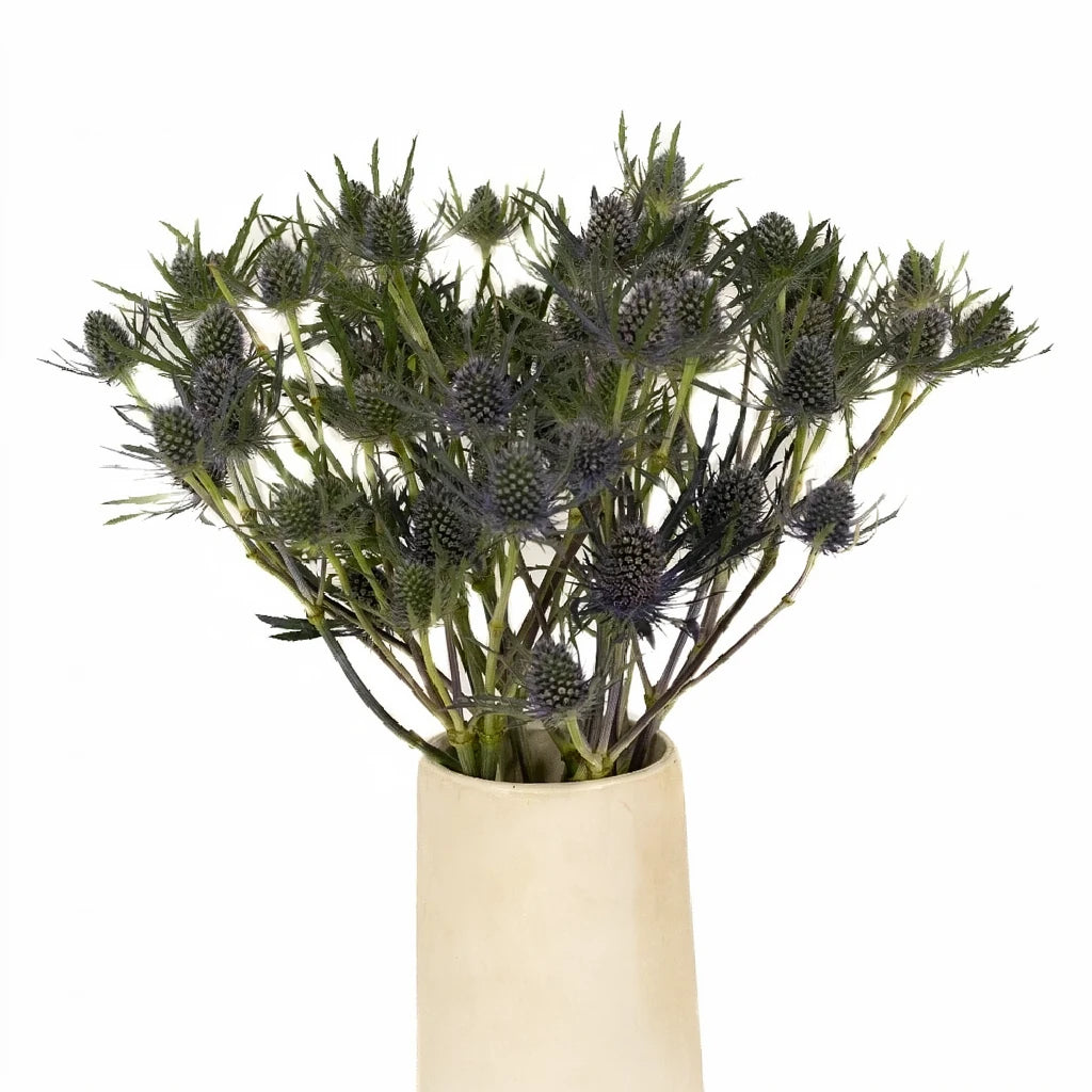 Blue Lagoon Thistle - alternative 1