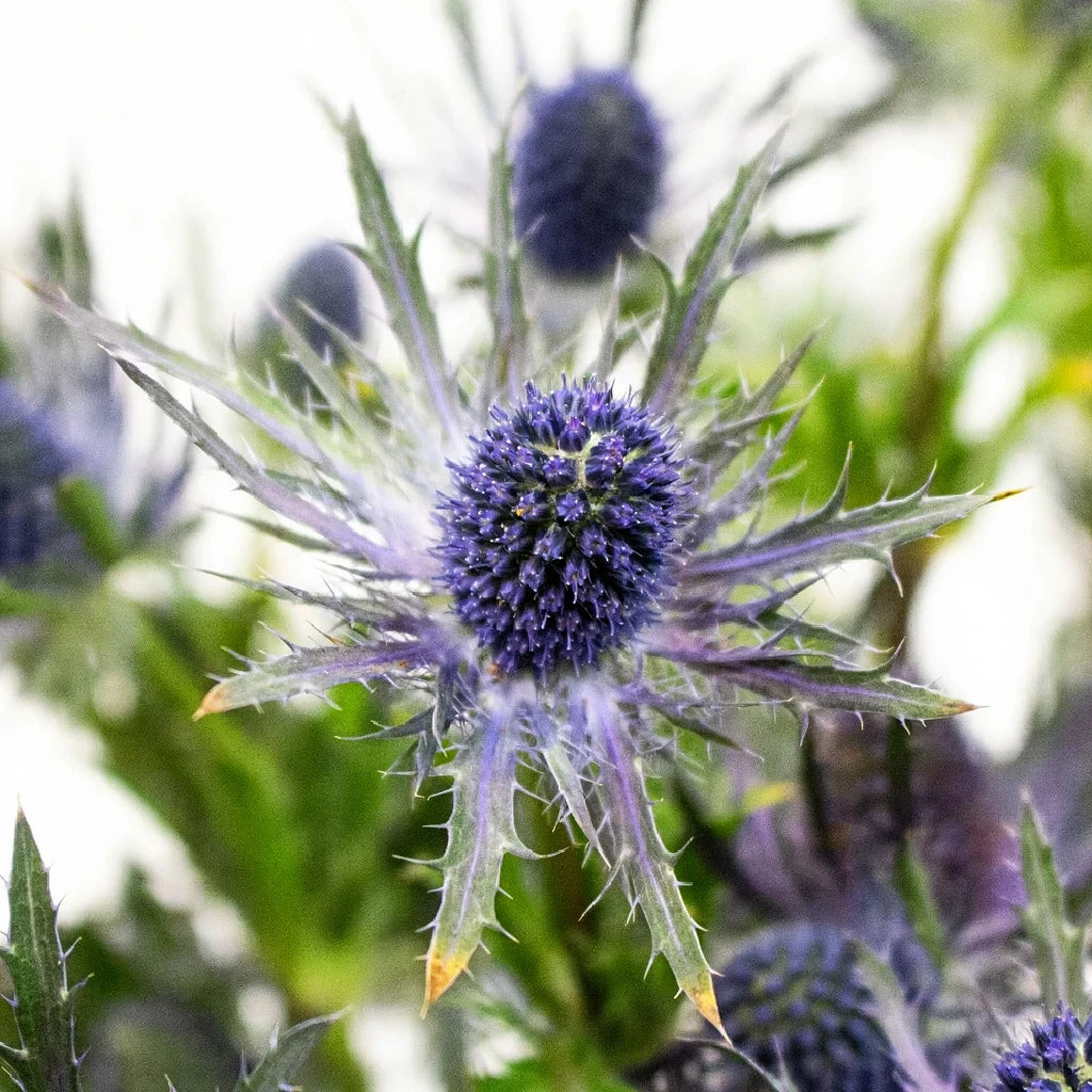 Blue Lagoon Thistle - main