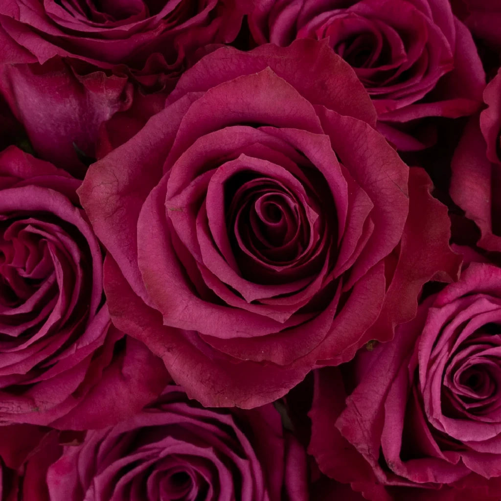 Blueberry Roses Standard - alternative 2