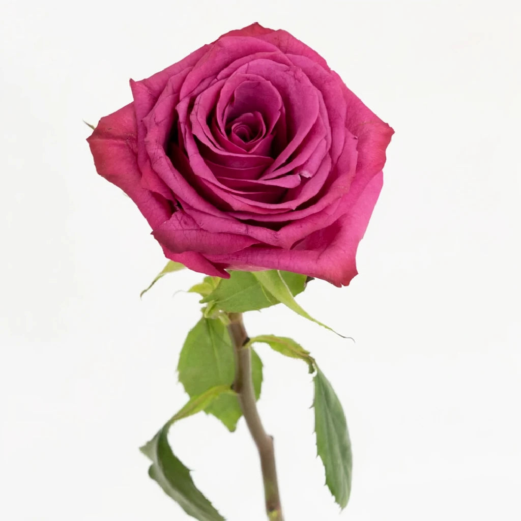 Blueberry Roses Standard - alternative 1