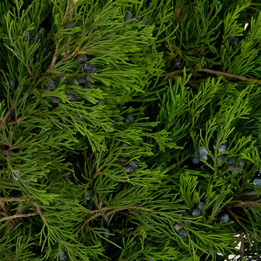 Blue Berry Cedar Greenery - main
