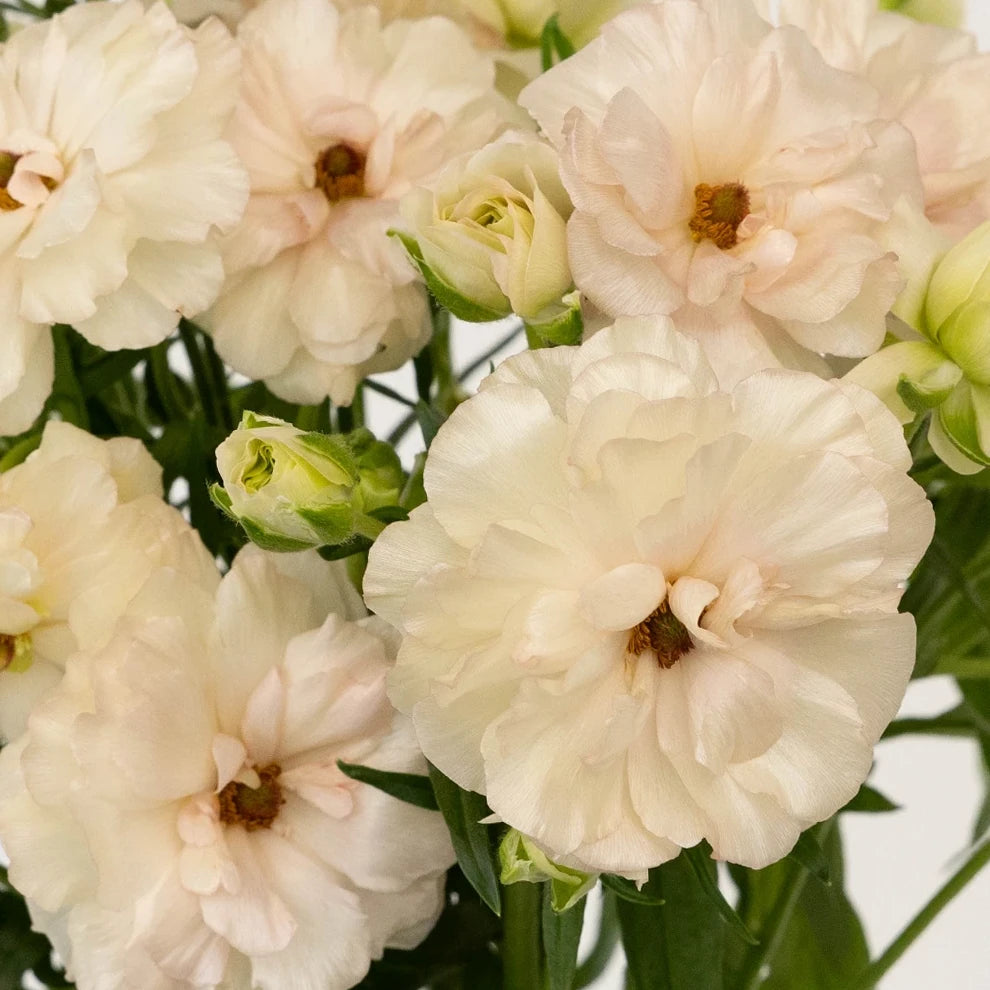 Blush Ranunculus - alternative 1