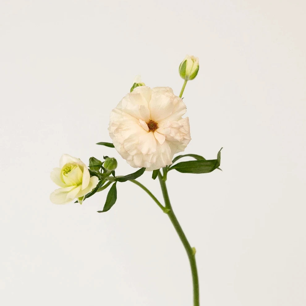 Ariadne Butterfly Ranunculus - alternative 2