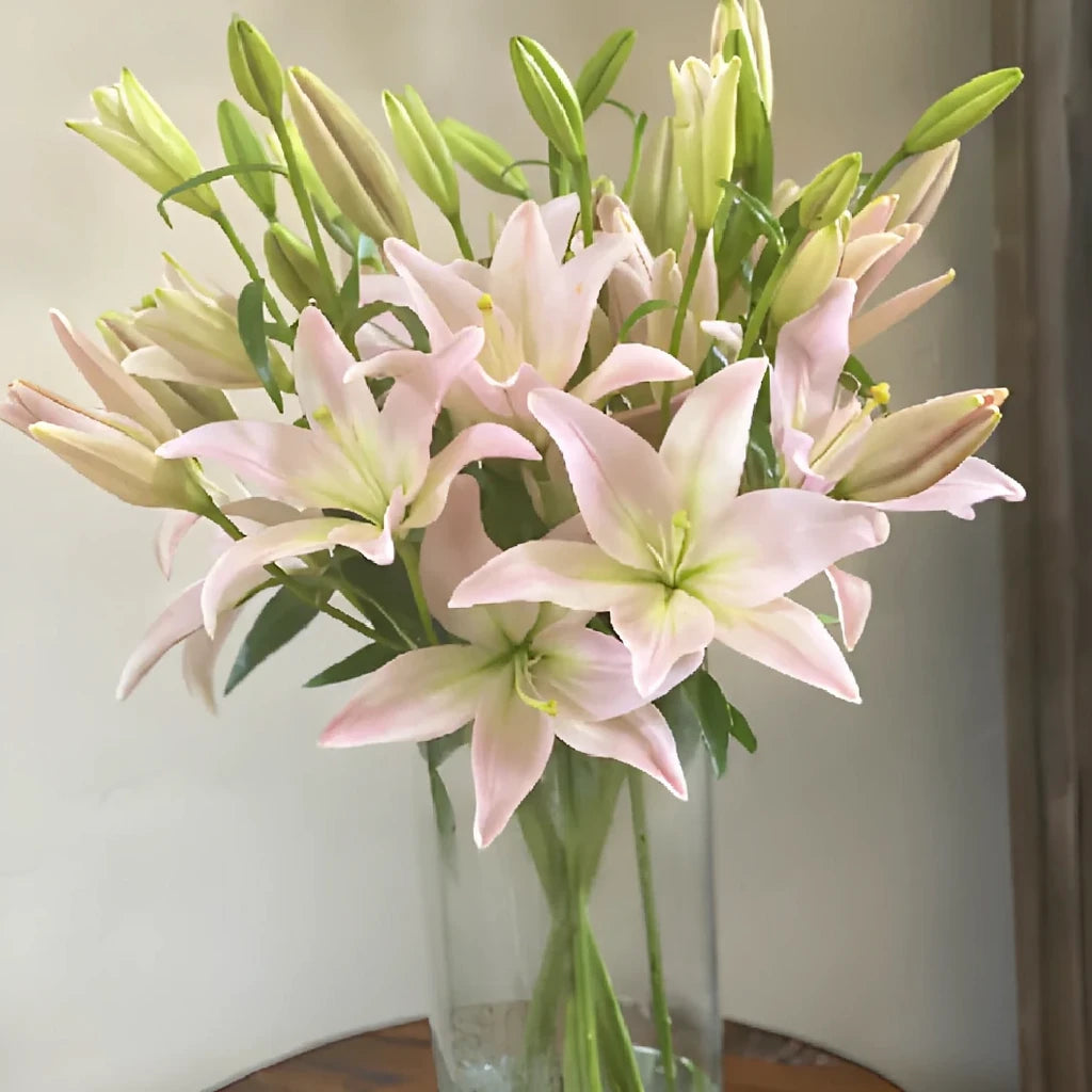 Blush Lilies Asiatic - main