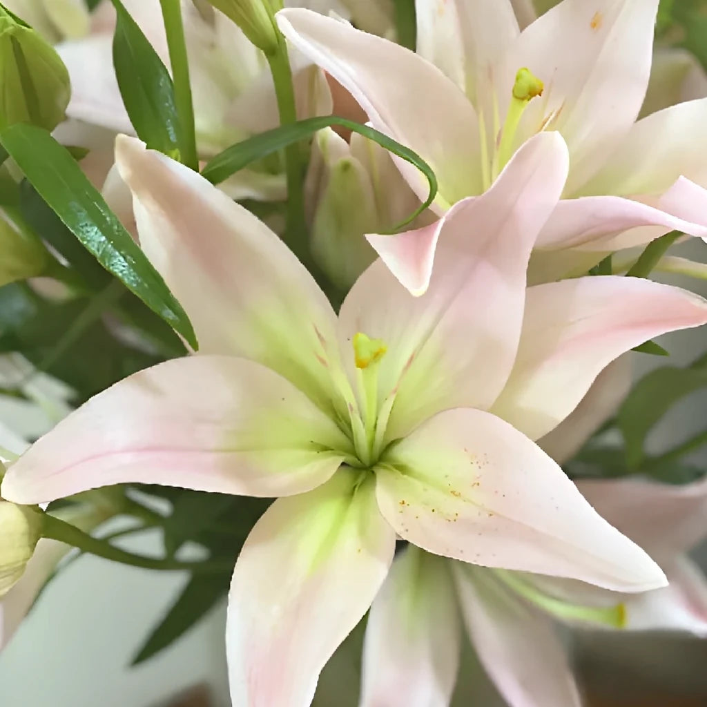 Blush Lilies Asiatic - alternative 1