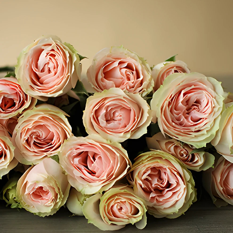 Blush Majolika Roses Spray - alternative 3
