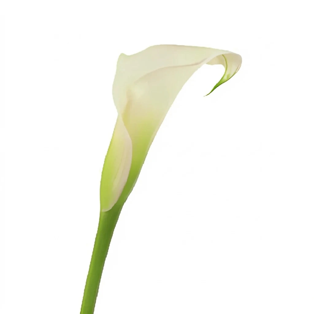 Crystal Blush Calla Lily Mini - main