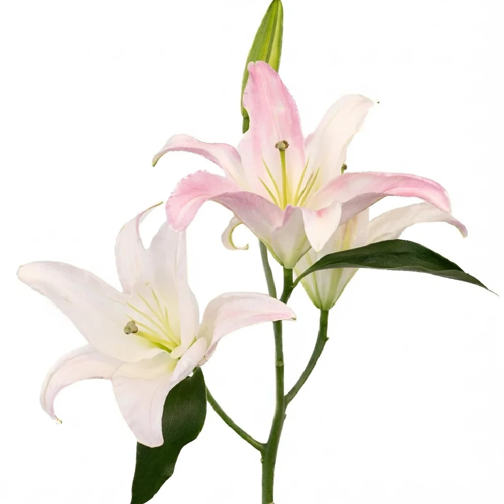 Willeke Alberti Lilies Oriental - main