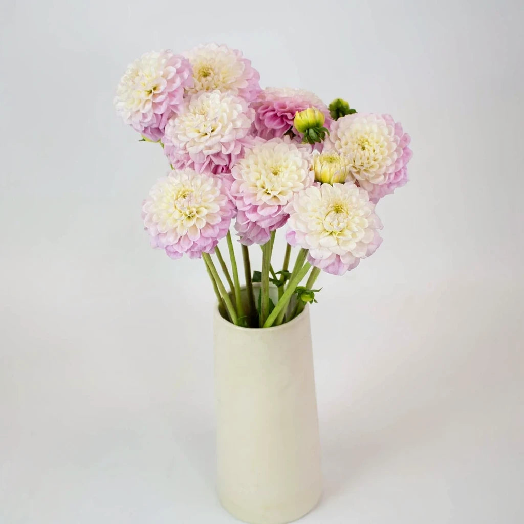 Blush Dahlias - main