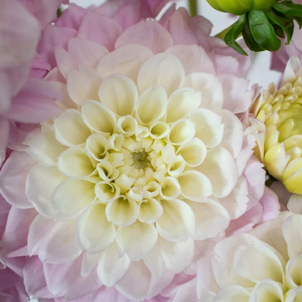 Blush Dahlias - alternative 2
