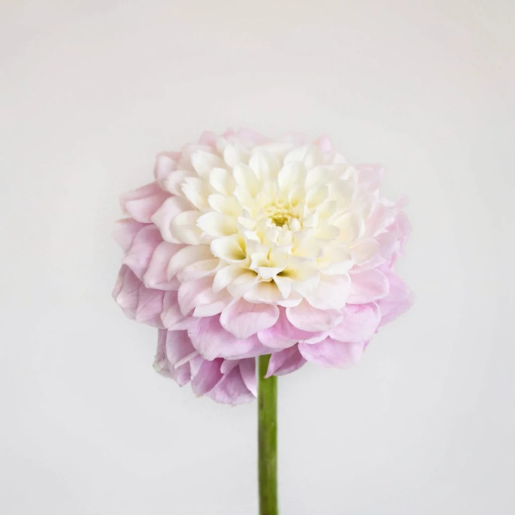 Blush Dahlias - alternative 1