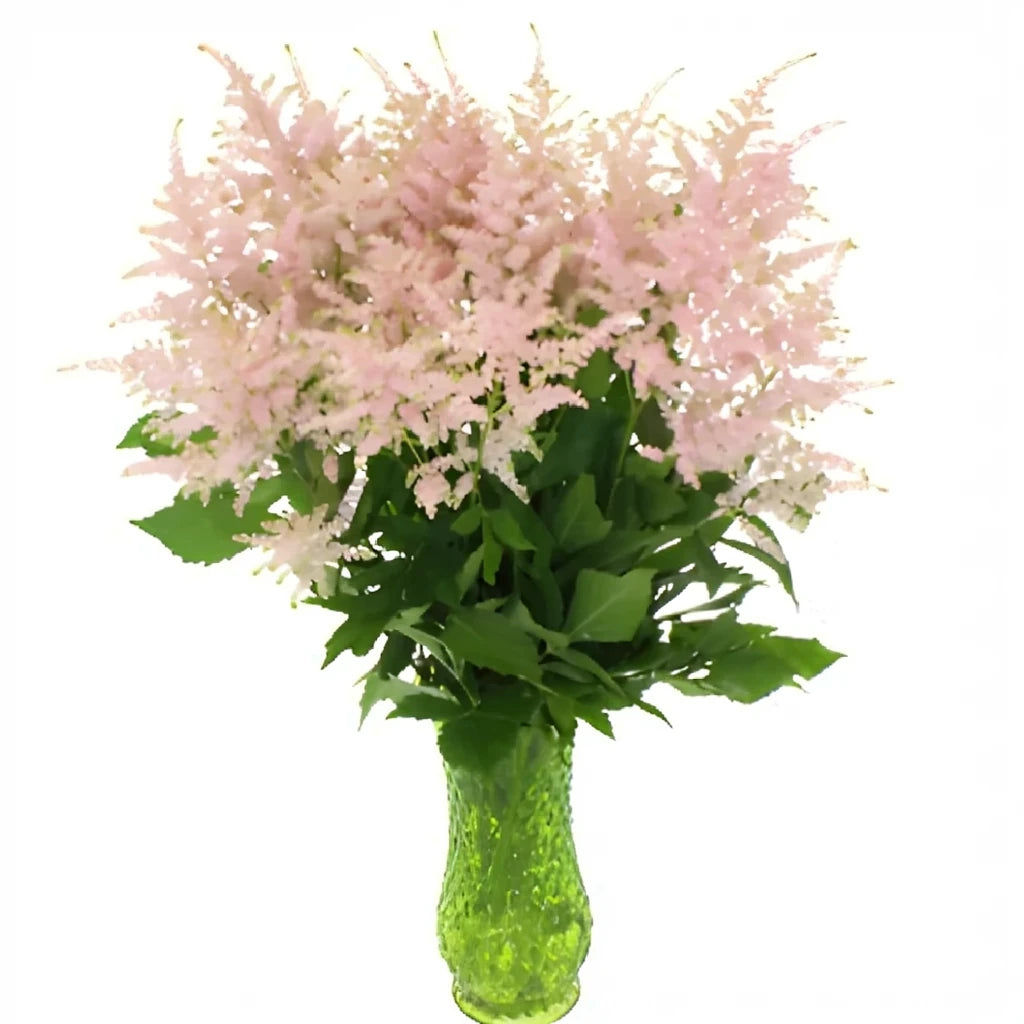 Blush Astilbe - alternative 2