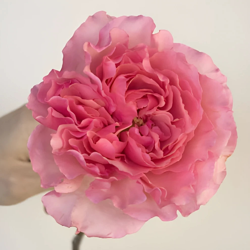 Blush Roses Garden - main