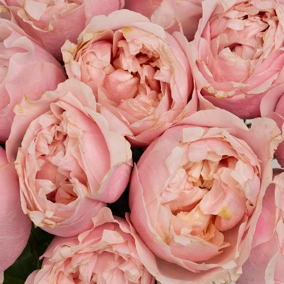 Notting Hill Roses Garden - alternative 2
