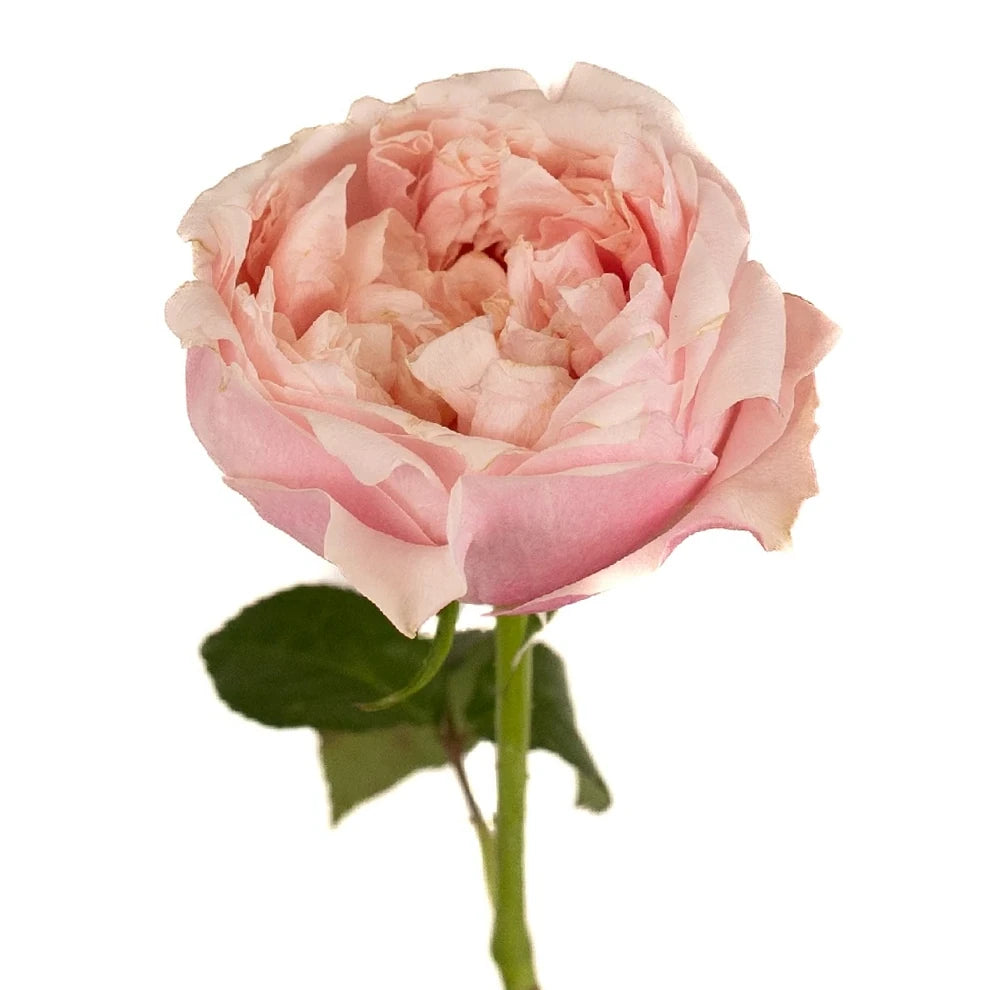 Notting Hill Roses Garden - main