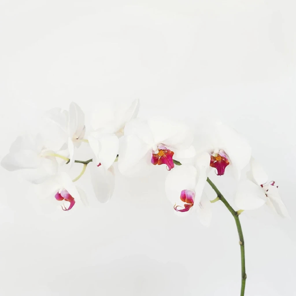 Blush Orchids Phalaenopsis - alternative 2