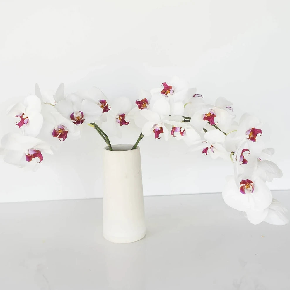 Blush Orchids Phalaenopsis - alternative 1