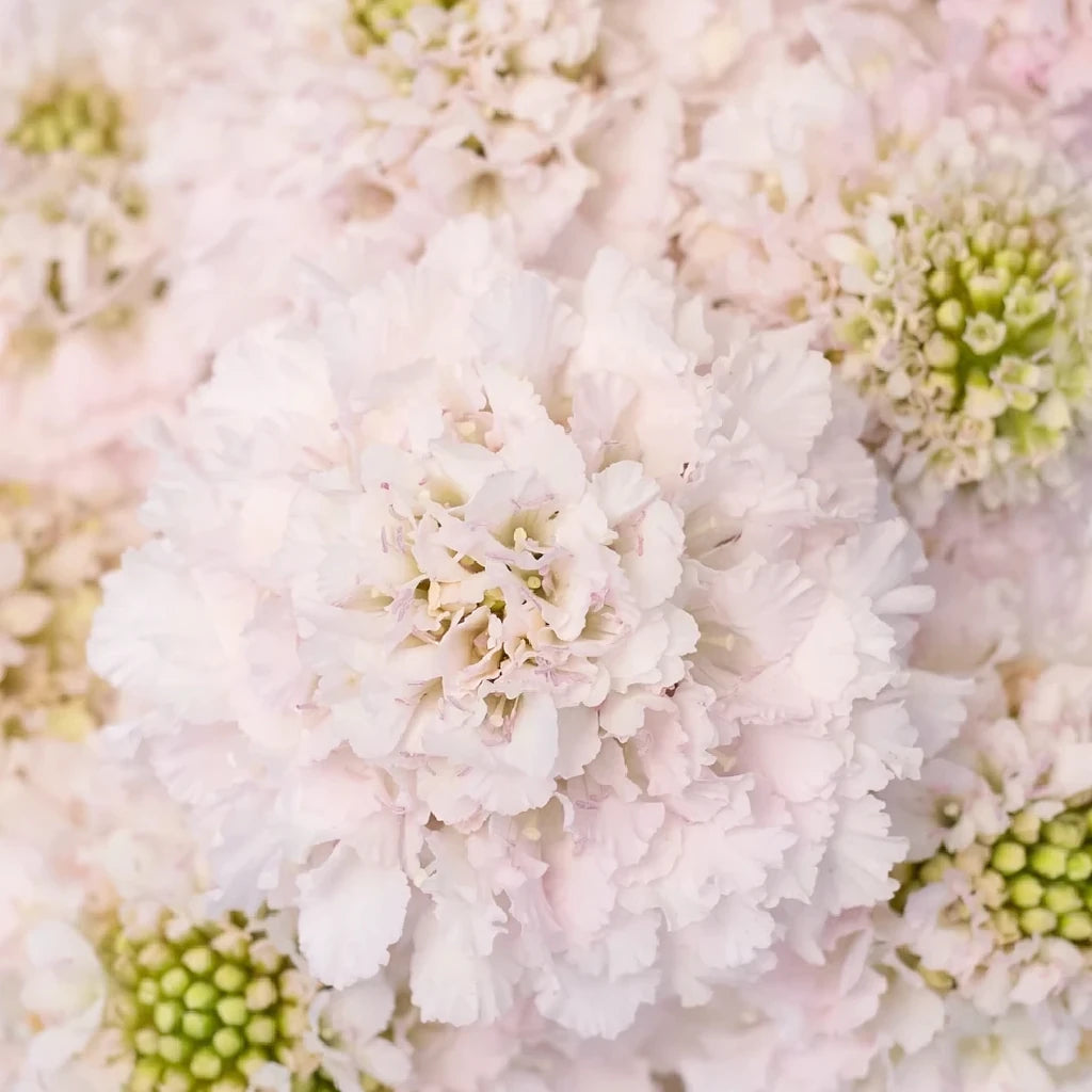 Vainilla Scabiosa - alternative 2
