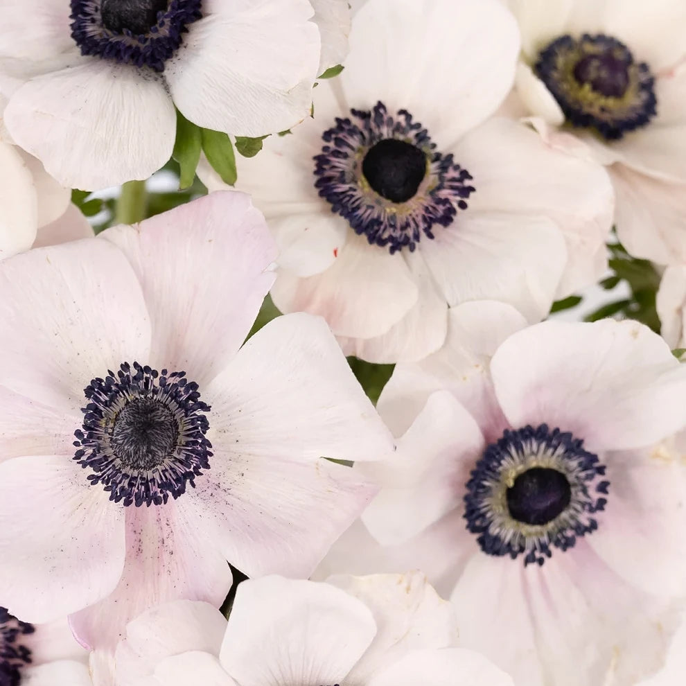 Blush Anemones - main