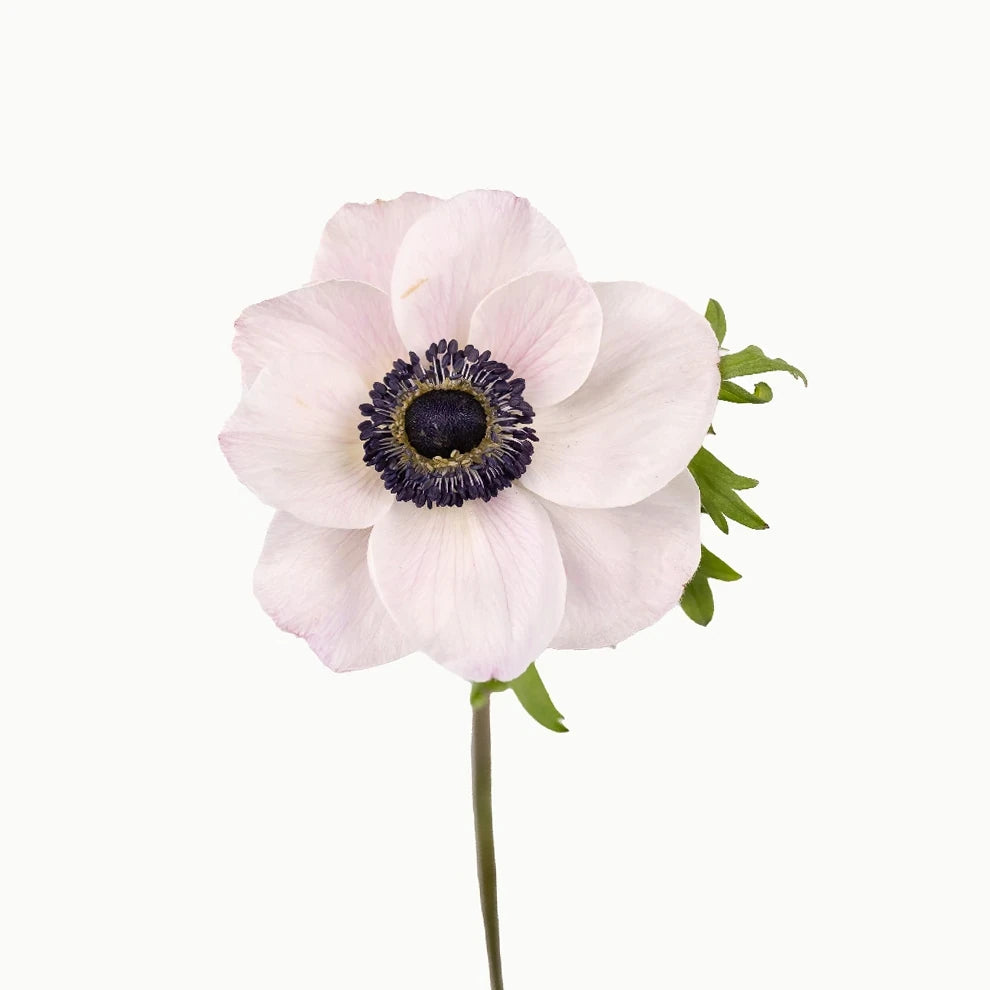 Blush Anemones - alternative 1