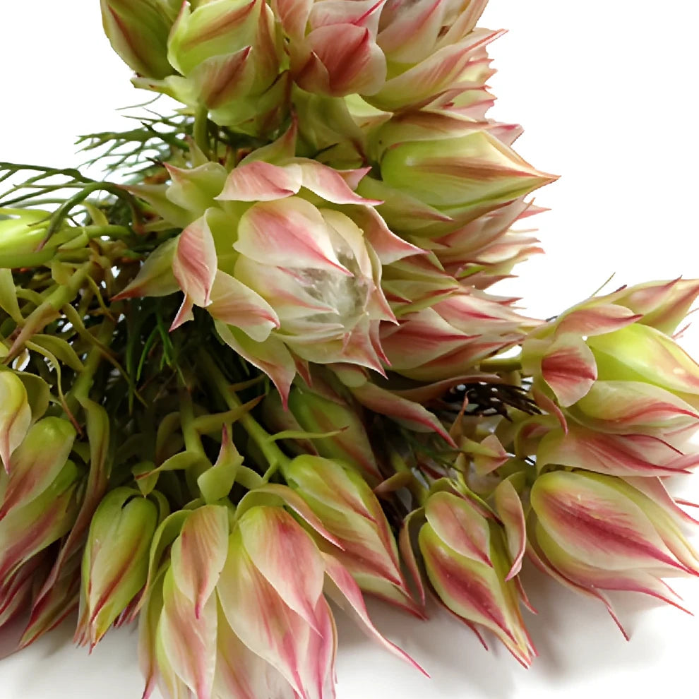 Blushing Bride Tropicals - main