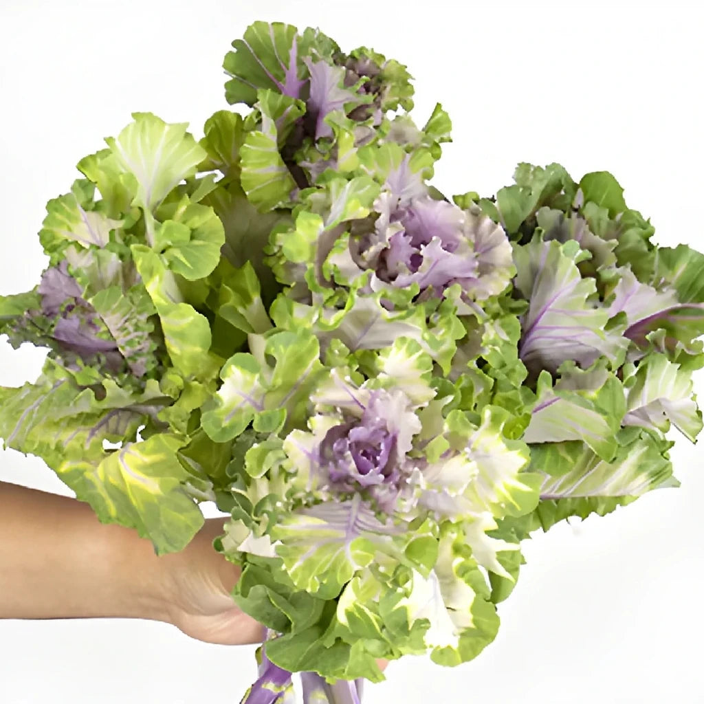 Lavender Kale - main