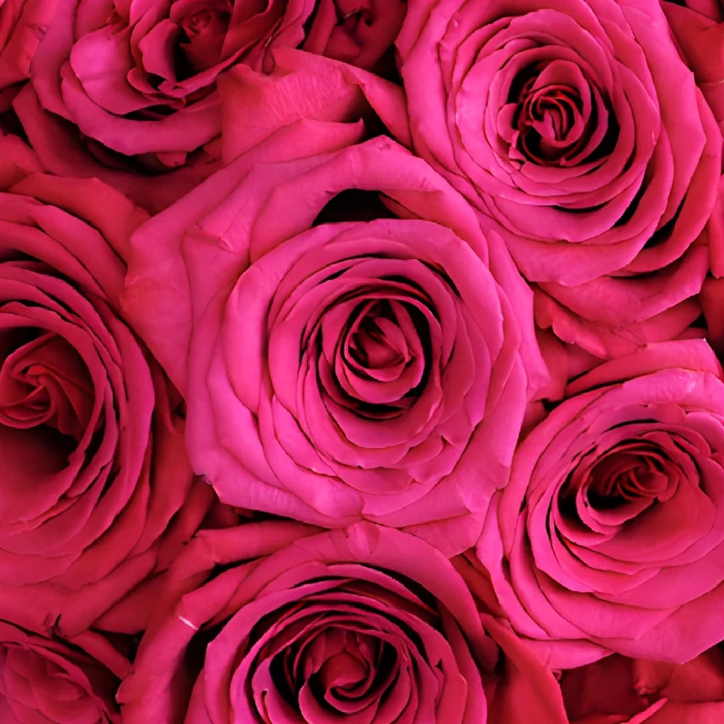 Roseberry Roses Standard - alternative 2