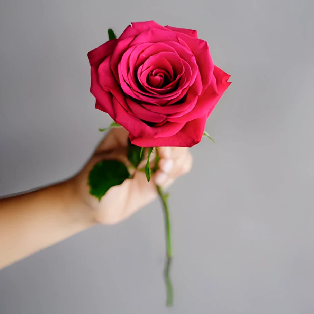 Roseberry Roses Standard - main
