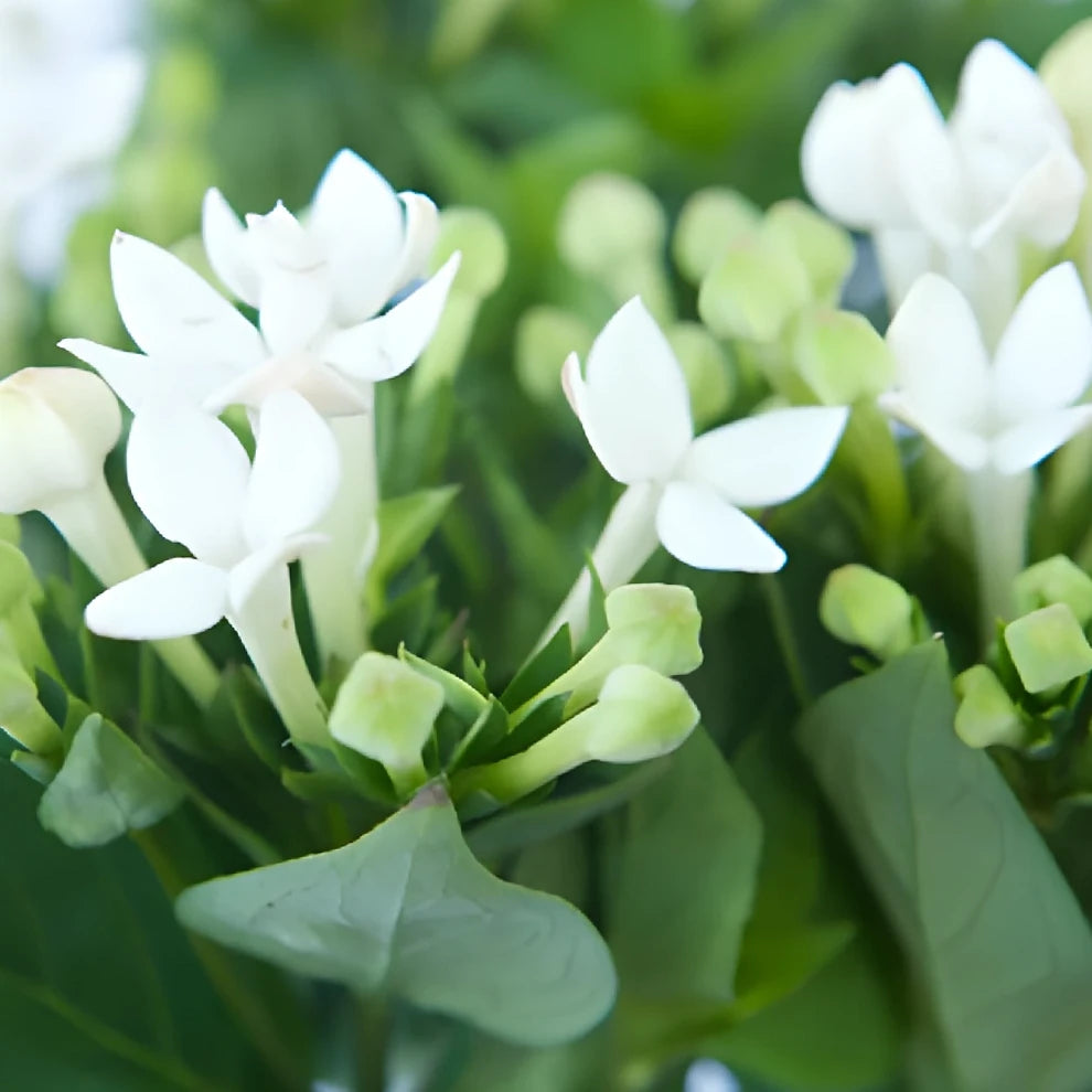 White Bouvardia - alternative 2